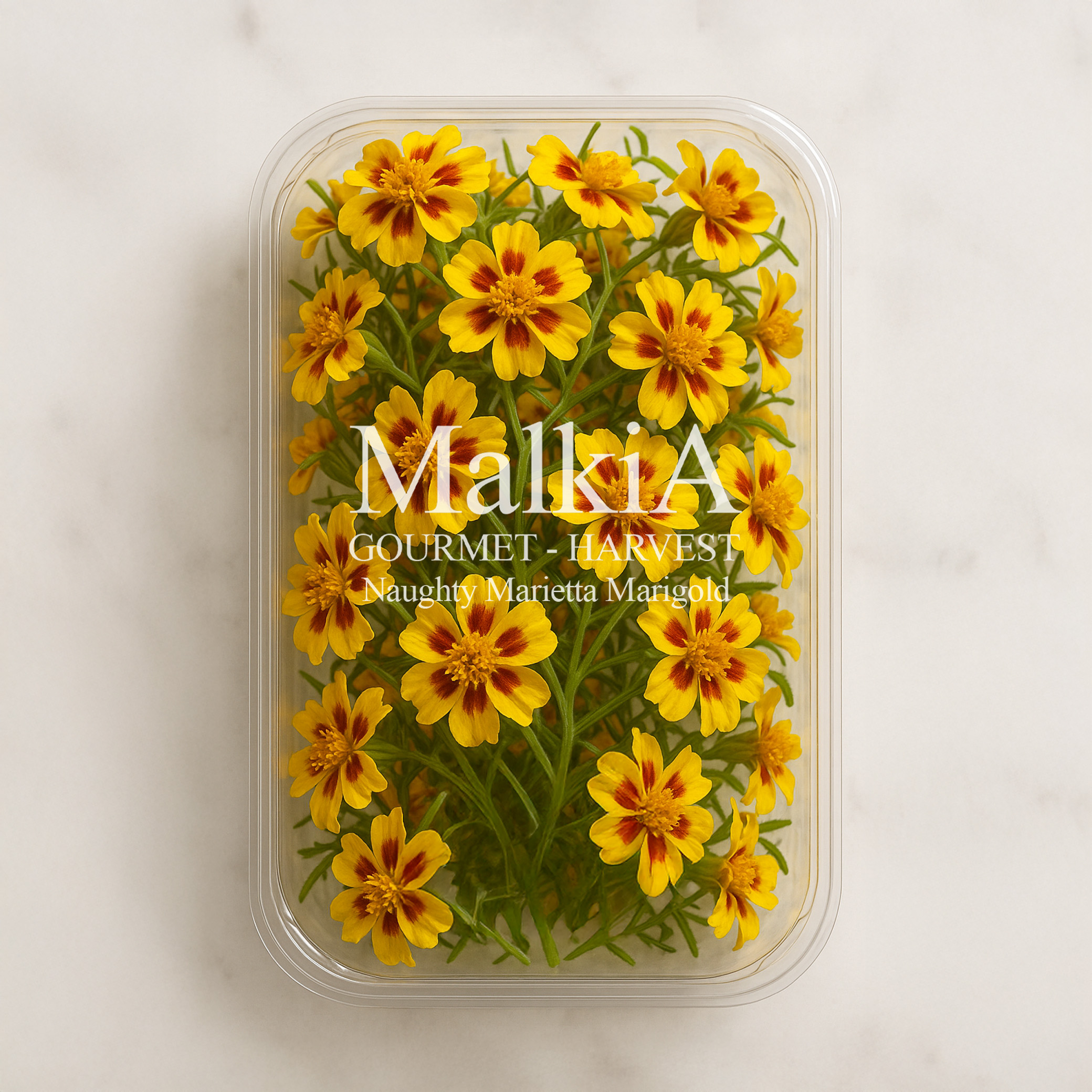 Naughty Marietta Marigold