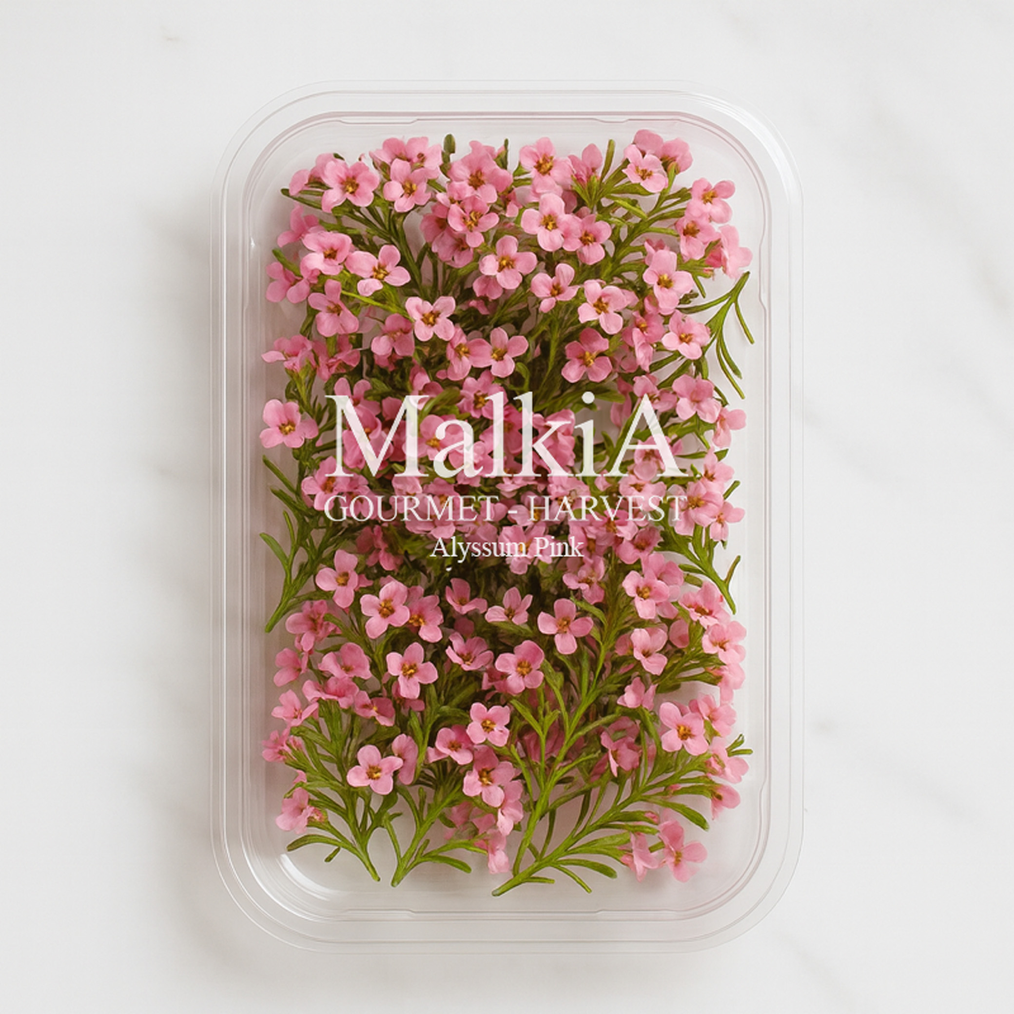 Alyssums - Pink
